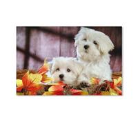 Puzzle 1000 Pièces pour Adultes - Bichon Frisé - Difficile Et Défi (52x38cm) - B3