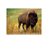 Puzzle 1000 Pièces pour Adultes，Bison d'europe et Bison d'Amérique，Ensembles De Puzzle De Défi Cérébral pour Enfants, Jeux Éducatifs pour Enfants, Cadeau De Divertissement（50x70cm）-BA58