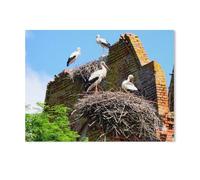 Puzzle 1000 Pièces pour Adultes，Cigognes sur Les ruines de l'église de Kraupischken，Puzzle De Défi Cérébral pour Enfants, Jeux Éducatifs pour Enfants, Cadeau De Divertissement（38x26cm）-AD19
