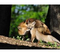Puzzle 1000 pièces pour Adultes et Enfants à partir de 12 Ans - Renard, Ourson, Bois 38x52CM