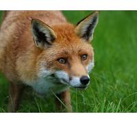 Puzzle 1000 pièces pour Adultes et Enfants à partir de 14 Ans, Puzzle pour décoration intérieure - Renard, prédateur, Animal 50x70CM