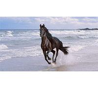 Puzzle 1000 pièces pour Adultes et Enfants, Étalon, Cheval Frison, Bride, Noir, Puzzle équestre, Jouet éducatif, Mj531TY 50x70cm