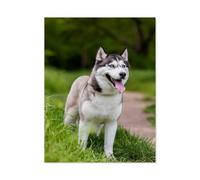 Puzzle 1000 Pièces pour Adultes，Husky sibérien attentif，Puzzle De Défi Cérébral pour Enfants, Jeux Éducatifs pour Enfants, Cadeau De Divertissement（38x26cm）-F63