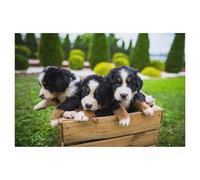 Puzzle 1000 Pièces pour Adultes，Jeune Chien de Montagne Bernois，Adultes Puzzles 1000 Pièces Puzzle pour Adultes Puzzle Adulte Difficile Et Défi（75x50cm）-T7