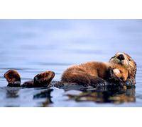 Puzzle 1000 pièces pour Adultes Papery, Motif Loutre, pour Toute la Famille. Un Puzzle Amusant et Stimulant pour décorer Vos Textiles. sans Colle. 38 x 26 cm.