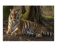 Puzzle 1000 pièces pour Adultes, représentant des Animaux comme Le Tigre, Le Lion, Le léopard et Le Loup. Idéal pour Les Jeux en Famille et la décoration Murale. 26 x 38 cm