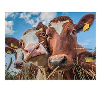 Puzzle 1000 pièces pour adultes - trois vaches adultes enfants bricolage grands jeux de puzzles, impression de scène réelle tir HD, jeu de puzzle pour activités intérieures jeu de famille jouets cade