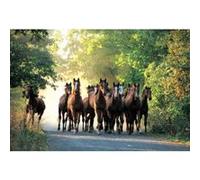 Puzzle 1000 pièces - Promenade des chevaux G