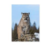 Puzzle 1000 pièces，Puma ou couguar en Hiver au Montana, États-Unis，Bois pour Adultes Enfants Jeux Éducatifs（75x50cm）-B48