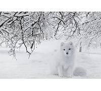 Puzzle 1000 pièces - Puzzle 1000 pièces - Grand puzzle - Puzzle pour adulte et enfant - 1000 pièces - Renard blanc - Puzzle 1000 pièces-75x50cm (29.53x19.69inch)