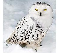 Puzzle 1000 Pièces, Puzzle Adulte, Chouette blanche sur la neige Puzzle 1000 Pièces Adulte, Jeu de Puzzle pour Adultes Enfants, Jouets Cadeau Famille Adulte 26X38cm（10.23 * 14.96inch）