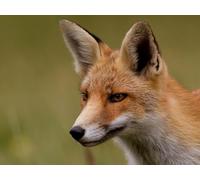 Puzzle 1000 pièces Puzzle coloré pour Adultes et Enfants - Renard, Rouge, museau 38x52CM