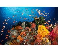 Puzzle 1000 Pièces Puzzle en Bois Poisson sous-Marin Résumé du Paysage des Quatre Saisons Jeu D'Intelligence De l'art De La Décoration Moderne Jeu Cadeau Unique