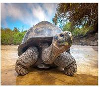 Puzzle 1000 Pièces Puzzle en Bois Tortue géante Résumé du Paysage des Quatre Saisons Jeu D'Intelligence De l'art De La Décoration Moderne Jeu Cadeau Unique