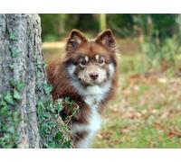 Puzzle 1000 pièces, Puzzle Impossible pour Les Tout-Petits garçons Filles 12 Ans - Chien, Arbre, Herbe 26x38CM