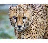 Puzzle 1000 pièces, Puzzle Impossible pour Les Tout-Petits garçons Filles 12 Ans-Guépard, Grand, Chat, Regard 38x52CM