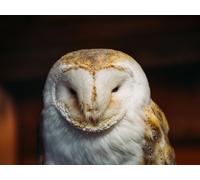 Puzzle 1000 pièces, Puzzle pour Tout-Petits garçons Filles 12 Ans - Chouette effraie, Hibou, Oiseau 26x38CM