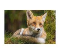 Puzzle 1000 Pièces，Renard，3D Adultes Papier Jouets Éducatifs Meilleur Cadeau d'anniversaire Garçons Filles（50x70cm）-AJ97