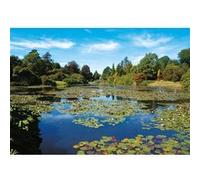 Puzzle 1000 pièces : Rêve De Nenuphars Piatnik G