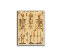 Puzzle 1000 pièces - Squelette vintage - Corps humain - Adulte - Beige