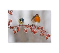 Puzzle 1000 pièces，Vogel, Robin，Puzzle 1000 Pieces Enfant Jeu d'adresse pour Toute la Famille, Jeu de Placement coloré（75x50cm）-H91