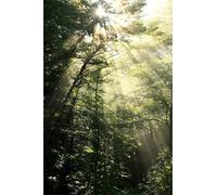Puzzle 150 Pièces Adultes Jungle Ensoleillée Puzzle Difficile et Stimulant Jeux éducatif Puzzles Classiques Puzzles 150 Pièces Adultes Cadeau Stimulant 35 x 25 cm