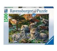 Ravensburger Puzzle adulte 1500 pièces – Loups au Printemps 16598