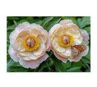 Puzzle 1500 Pièces Adultes, Puzzle 1500 Pièces Pivoine pour Adultes et Enfants à Partir de 14 Ans, Jeu de Concentration, Puzzles Papillon avec Boite pour Décoration Maison, Cadeau Femme/Homme, -3961