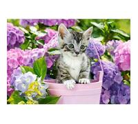 Puzzle 1500 pièces - CASTORLAND - Chaton dans son panier - 68x47 cm - Unique - Pour adultes à partir de 13 ans