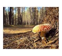 Puzzle 1500 Pièces, Développe Réflexion et Dextérité-Amanite Tue-Mouches Rouge 87x57cm