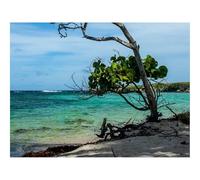 Puzzle 1500 Pièces en Bois-Arbre,Branches,Feuilles,Rivage,Mer 87x57cm