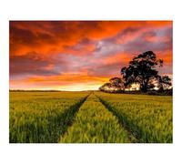 Puzzle 1500 Pièces en Bois-Champ,Horizon,Coucher de Soleil 87x57cm