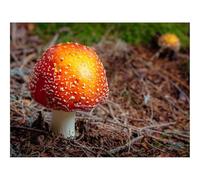 Puzzle 1500 Pièces - Encastrement Parfait-Mouche,amanite,Champignon,Automne 87x57cm