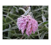 Puzzle 1500 Pièces - Jeu De Patience et de Réflexion-Fleur,Givre,Gel,Bourgeon,Herbe,Feuilles,Captivité 87x57cm