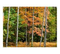 Puzzle 1500 Pièces Jeux éducatif Défi Jouets Cadeaux-forêts,Automne,Arbres 87x57cm