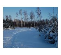 Puzzle 1500 Pièces - Puzzle de Qualité SupéRieure-Sentier pédestre,bouleaux 87x57cm