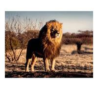 Ravensburger – Puzzle 1500 pièces «Le Lion, Le Roi des Animaux» 80 x 60 cm – Adultes dès 14 ans