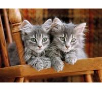 Puzzle 2 Mignons Chatons Gris - 500 Pieces - Set Puzzle Collection Animaux + Carte Tigre