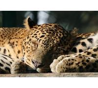 Puzzle 200(35x25cm) pièces pour Adultes, Puzzle de Jaguar au Repos, Jeu Anti-Stress et Jouet éducatif pour Adultes