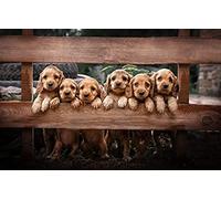 Puzzle 200 Pièces Adultes/Cocker Spaniel/Puzzle de Décompression pour Adultes Et Enfants à Partir de 3 Ans Puzzles Classiques Taille: 35x25CM
