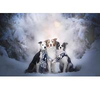 Puzzle 200 pièces Chien Border Collie des Neiges 35 x 25 cm
