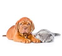 Puzzle 200 Pièces Chiens-Chats-Chiots-Chatons 35x25CM