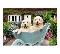 Puzzle 200 pièces : Golden Retriever
