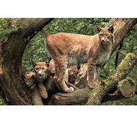 Puzzle 200 pièces, Maman Lynx et Petits Chatons dans la Jungle, Cadeau Unique pour Anniversaire et Noël, 35 x 25 cm
