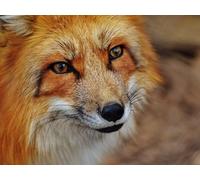 Puzzle 2000 pièces, Cadeau et Jouet pour Les 10 Ans et Plus - Renard, museau, prédateur 70x100CM