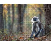 Puzzle 2000 Pieces, ForêT De Singes Puzzle Adultes, Puzzles Bois avec Une Boîte d'emballage Exquise, Impossible Classique Jigsaw, Jeu Éducatif Puzzles, Décoration Murale Cadeau Unique R5KH-321
