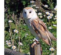 Puzzle 2000 pièces Hibou Oiseau de Proie | Jeu de Puzzle, Cadeau pour Adultes, Adolescents et Enfants 70x100cm