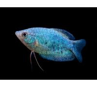 Puzzle 2000 Pieces, Poisson Bleu Puzzle Adultes, Puzzles Bois avec Une Boîte d'emballage Exquise, Impossible Classique Jigsaw, Jeu Éducatif Puzzles, Décoration Murale Cadeau Unique R5KH-954