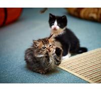 Puzzle 2000 pièces pour Adolescents - Jeux et Puzzles relaxants - Chatons, ludique, Enfants - 70 x 100 cm