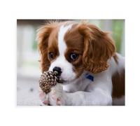 Puzzle 2000 pièces pour Adultes, Cavalier King Charles Spaniel, Puzzle en Carton, Jeu éducatif et intellectuel pour Enfants et Adultes 70 x 100 cm